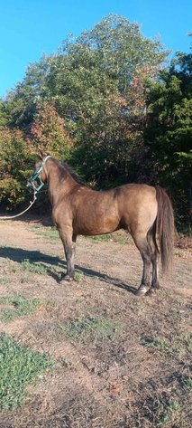 Image for Fort Smith Horse & Mule Sale - SATURDAY, SEPTEMBER 19TH - Moffett, Oklahoma