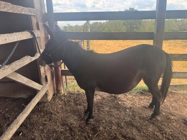 Image for Fort Smith Horse & Mule Sale - SATURDAY, SEPTEMBER 19TH - Moffett, Oklahoma