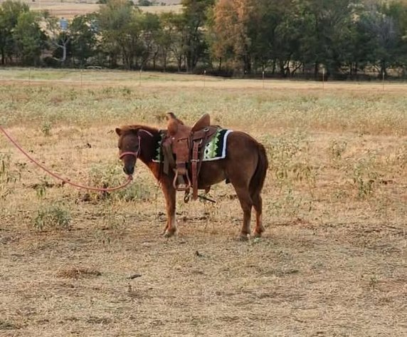 Image for Fort Smith Horse & Mule Sale - SATURDAY, SEPTEMBER 19TH - Moffett, Oklahoma