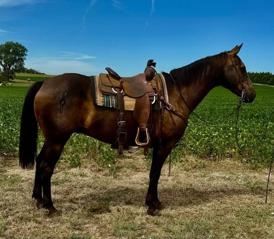 Image for Colfax Horse Sale  - SUNDAY, SEPTEMBER 20TH - Colfax, Iowa