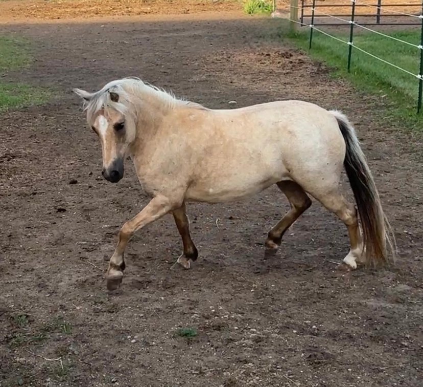 Snowy Acres Pearl