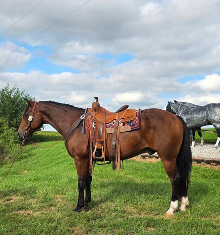 Image for Colfax Horse Sale  - SUNDAY, SEPTEMBER 20TH - Colfax, Iowa