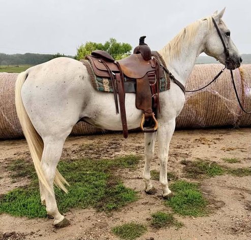 Image for Colfax Horse Sale  - SUNDAY, SEPTEMBER 20TH - Colfax, Iowa