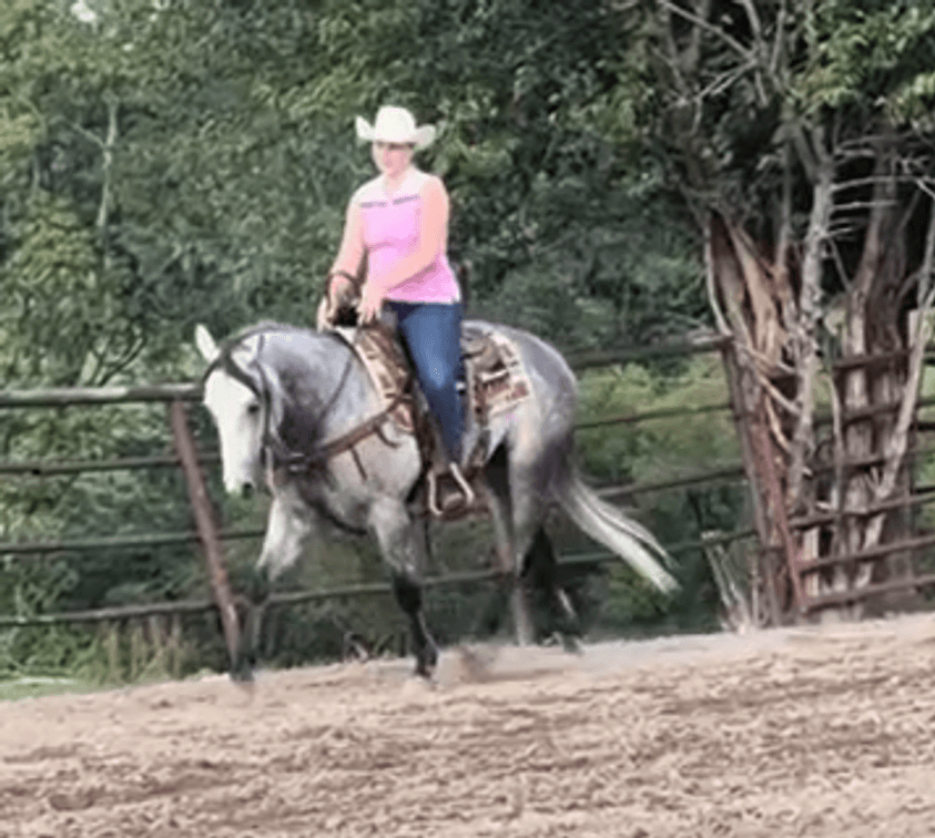 SUB    Grey Gelding  VIDEO