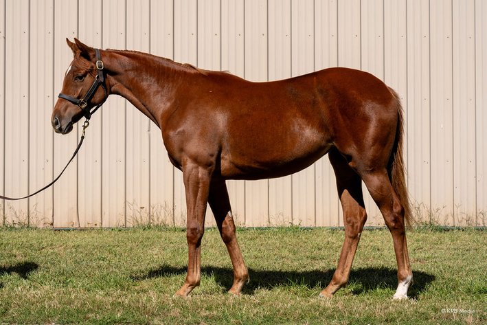Image for ITOBA & QHRAI Inaugural Yearling & Mixed Sale - SATURDAY OCTOBER 17TH - Edinburgh, Indiana