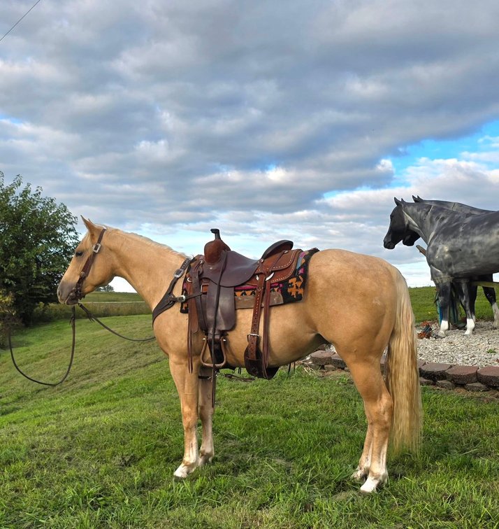 Registured Palomino gelding