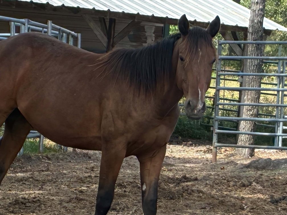 HC Peppys Leo