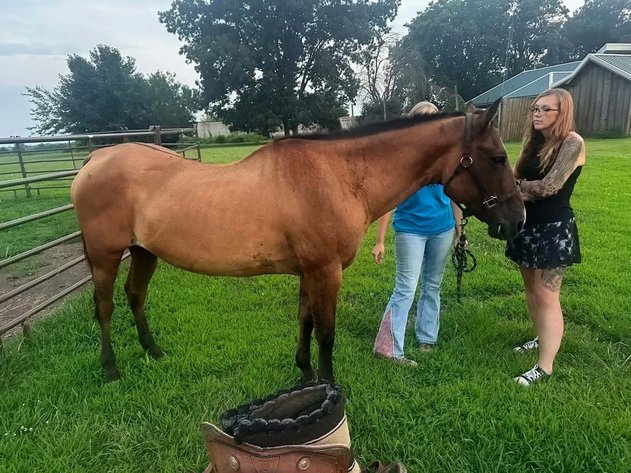 Image for Interstate Regional Stockyards Horse Sale - Cuba, Missouri WEDNESDAY OCTOBER 21ST