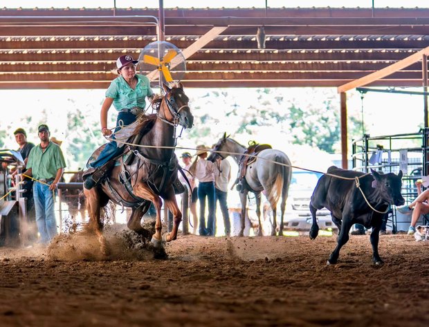 Image for Southern States Fall Catalog & Production Sale - SATURDAY, OCTOBER 3RD - Carthage, MS