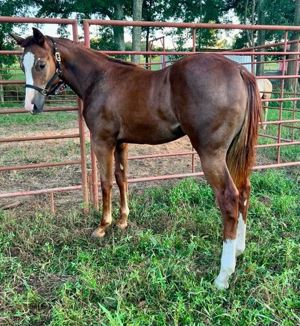 Image for Southern States Fall Catalog & Production Sale - SATURDAY, OCTOBER 3RD - Carthage, MS