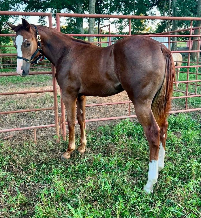 Image for Southern States Fall Catalog & Production Sale - SATURDAY, OCTOBER 3RD - Carthage, MS