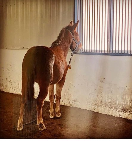 Image for Storm Horse Auction SATURDAY, October 3rd - Gowrie, Iowa