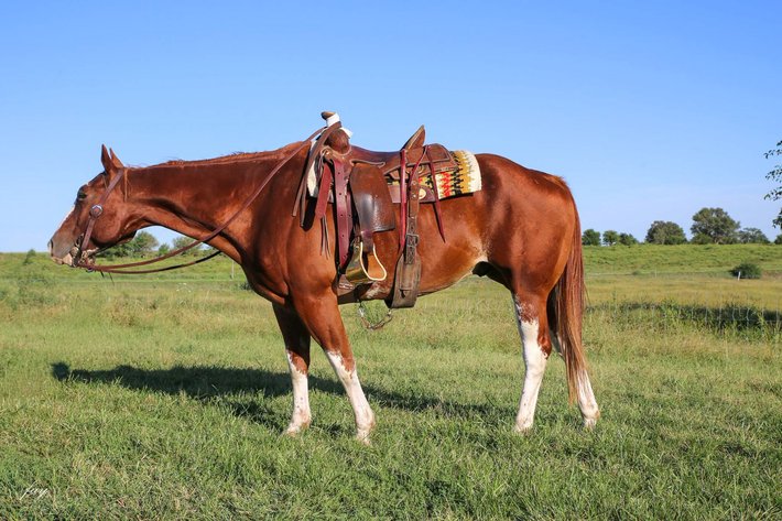Image for Creston Horse Sale  - SATURDAY, OCTOBER 10TH - Creston, Iowa