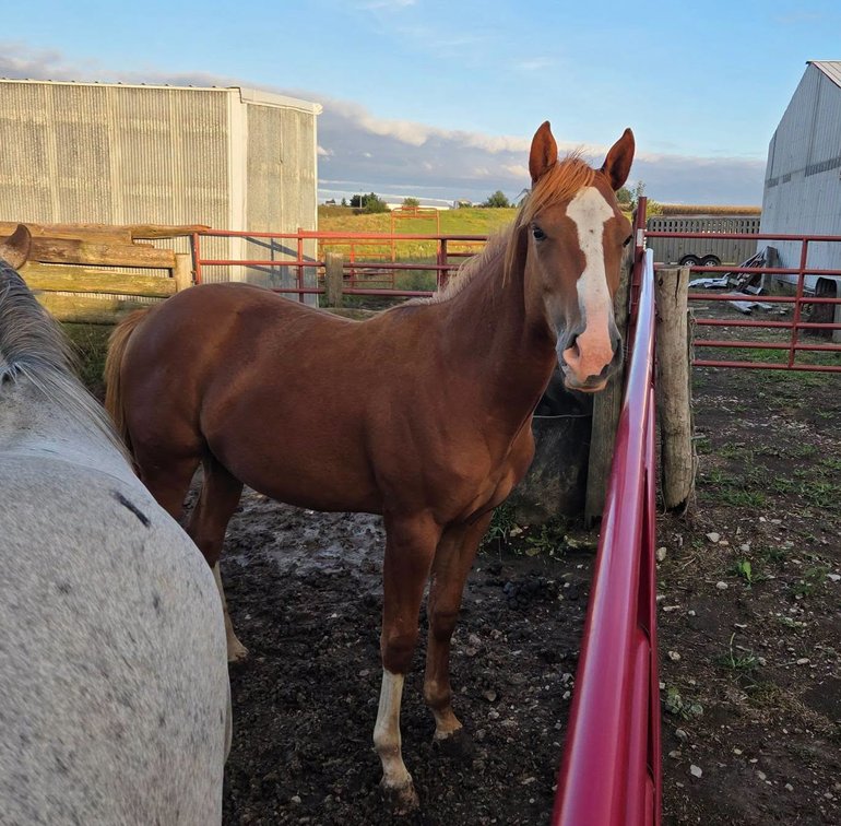 Registured Sorrel Filly
