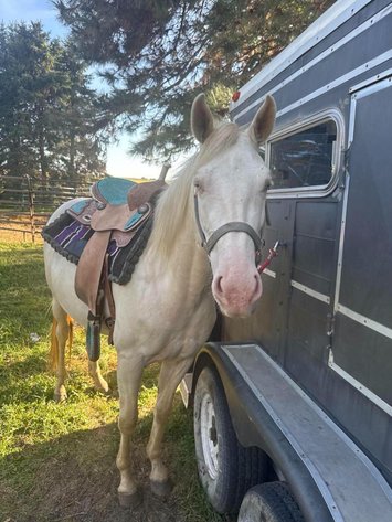 Image for Creston Horse Sale  - SATURDAY, OCTOBER 10TH - Creston, Iowa