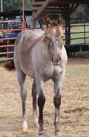 Image for Mize Horse Sale Breeder's SPECIAL - SATURDAY, OCTOBER 17TH - Mize, Mississippi