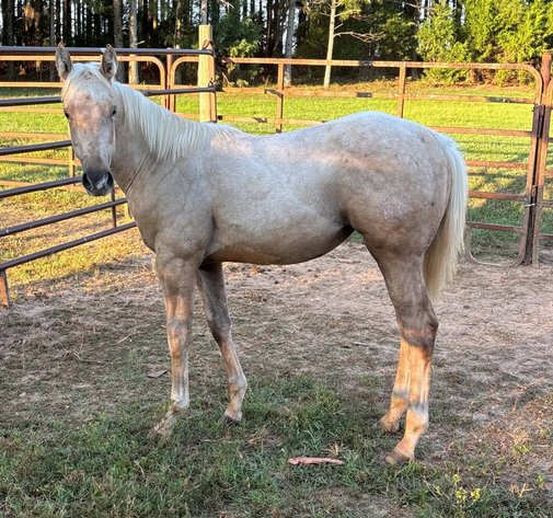 Image for Mize Horse Sale Breeder's SPECIAL - SATURDAY, OCTOBER 17TH - Mize, Mississippi