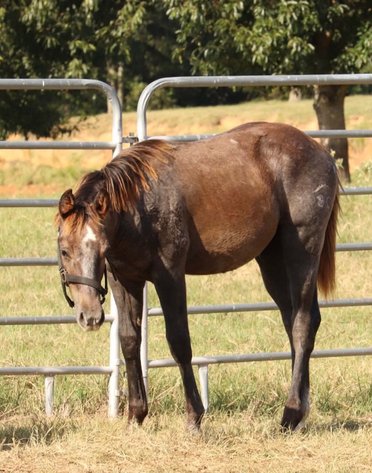 Image for Mize Horse Sale Breeder's SPECIAL - SATURDAY, OCTOBER 17TH - Mize, Mississippi