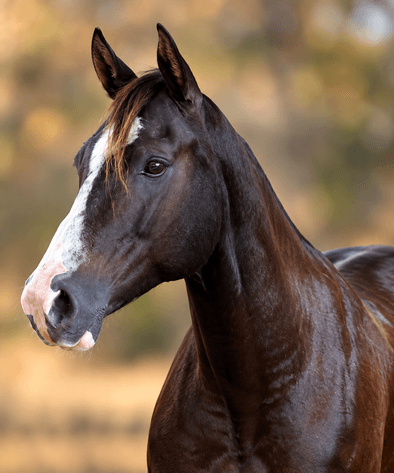 Image for Ocala Horse Sale - Saturday, November 14th - Ocala, Florida