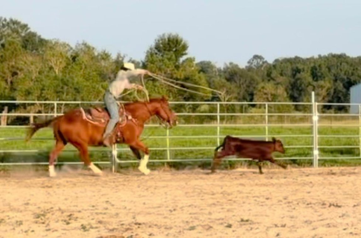 Cash Chexin Hickory  VIDEO