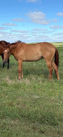 Image for Reno County Stockyards Horse Sale WEDNESDAY, OCTOBER 14TH - South Hutchinson, KS