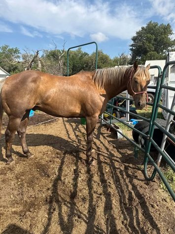 Image for Fort Smith Horse & Mule Sale - SATURDAY, OCTOBER 17TH - Moffett, Oklahoma