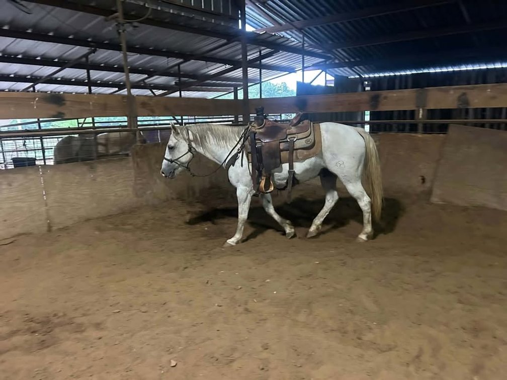 Image for Fort Smith Horse & Mule Sale - SATURDAY, OCTOBER 17TH - Moffett, Oklahoma