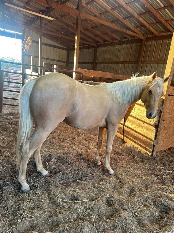 Image for Fort Smith Horse & Mule Sale - SATURDAY, OCTOBER 17TH - Moffett, Oklahoma