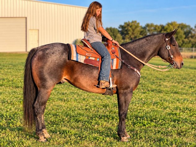 Image for Colfax Horse Sale  - SUNDAY, OCTOBER 18TH - Colfax, Iowa