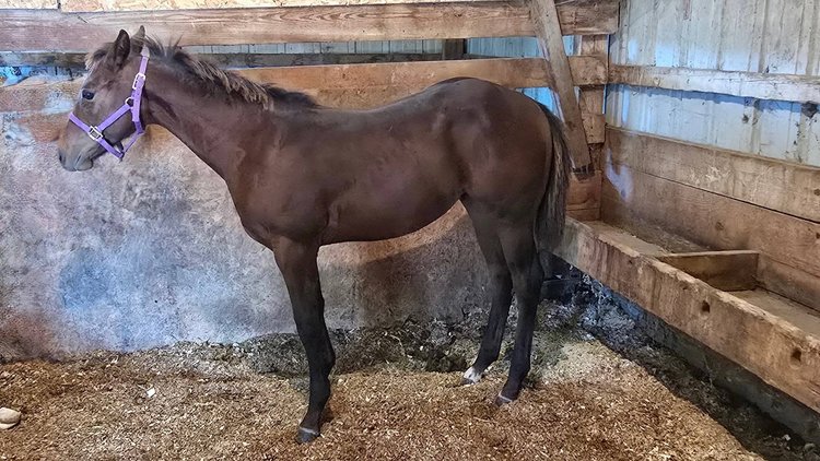 Image for Colfax Horse Sale  - SUNDAY, OCTOBER 18TH - Colfax, Iowa