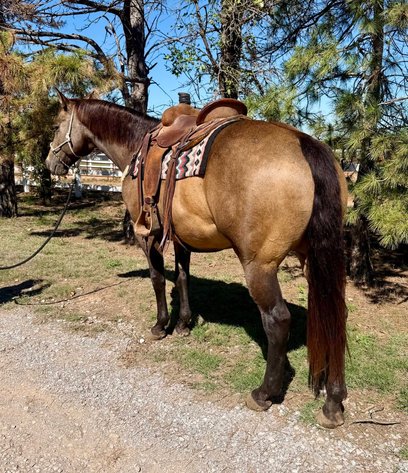 Image for Colfax Horse Sale  - SUNDAY, OCTOBER 18TH - Colfax, Iowa