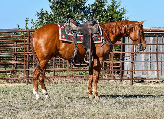 Image for Reno County Stockyards Horse Sale WEDNESDAY, OCTOBER 14TH - South Hutchinson, KS