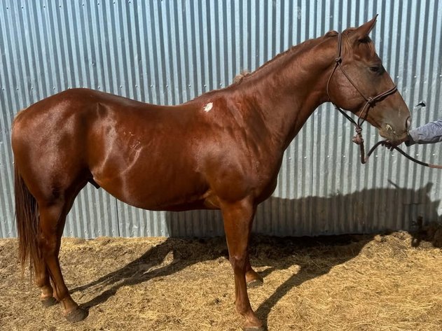 Image for Fort Smith Horse & Mule Sale - SATURDAY, OCTOBER 17TH - Moffett, Oklahoma