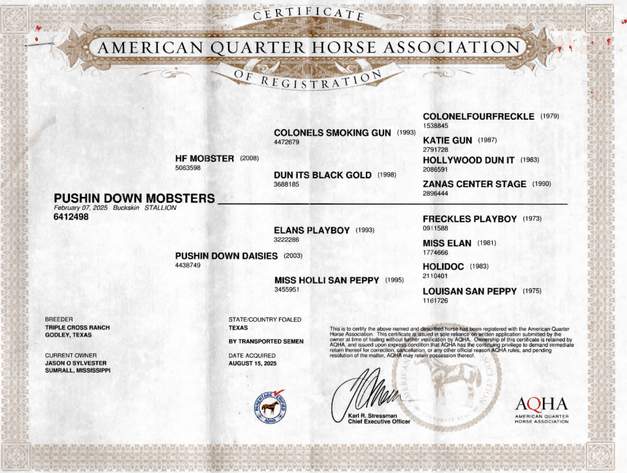 Image for Ocala Horse Sale - Saturday, November 14th - Ocala, Florida