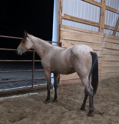Image for Colfax Horse Sale  - SUNDAY, OCTOBER 18TH - Colfax, Iowa