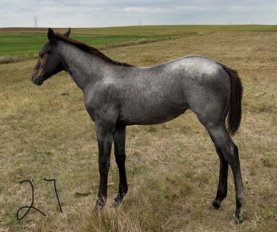 Image for Interstate Regional Stockyards Horse Sale - Cuba, Missouri WEDNESDAY OCTOBER 21ST