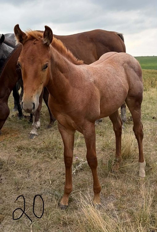 ID 20    PocoMiaBarbieGirl  Red Roan Filly 5/18/26