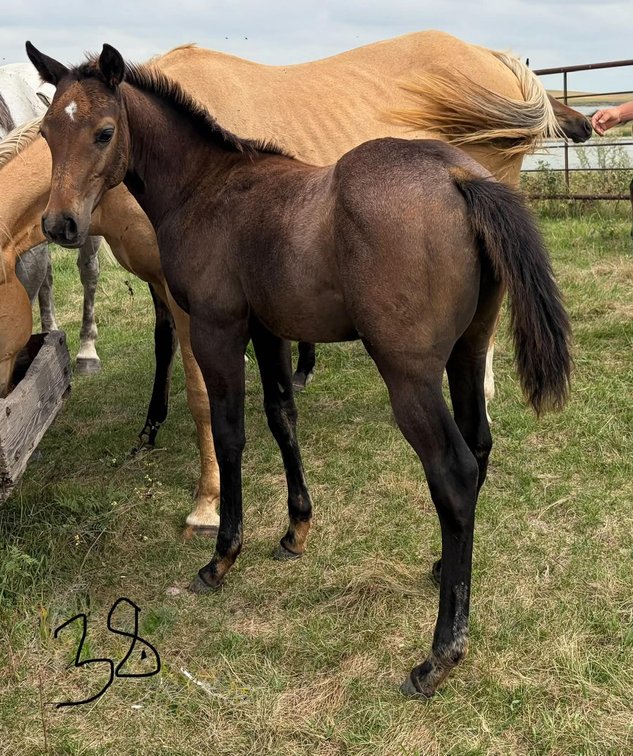 ID 38  Docs Candy Girl  Dun Filly 5/26/26