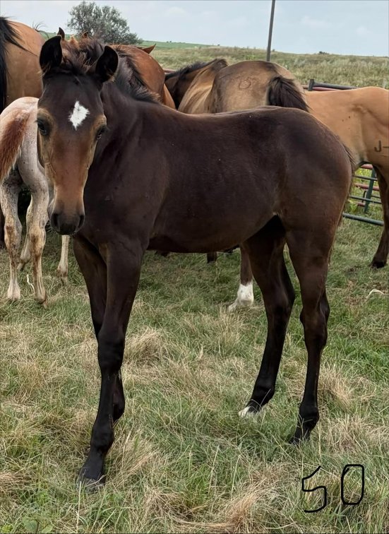 ID 50  Catch Me Drift  Brown Filly 5/22/26