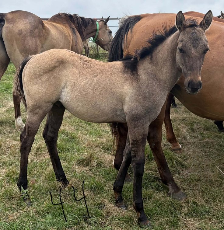 ID 44  Cookies For Doc Dun Colt Foaled 5/14/26