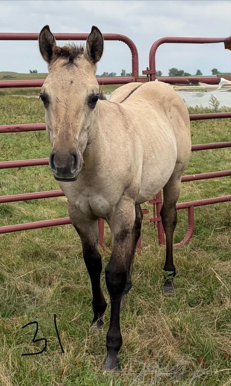ID 31  Lucky Lad Doc  Dun Colt 5/17/26