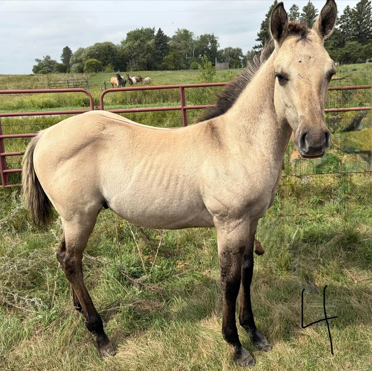 ID 4  Docs Dun Scootin  Dun Colt  5/4/26