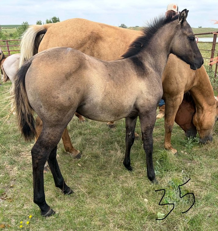 ID 35  Docs Galaxy  Gullo Colt 5/12/26
