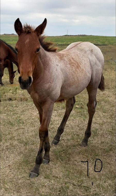 ID 70  Poco Ro Cowboy  Red Roan Colt 4/28/26