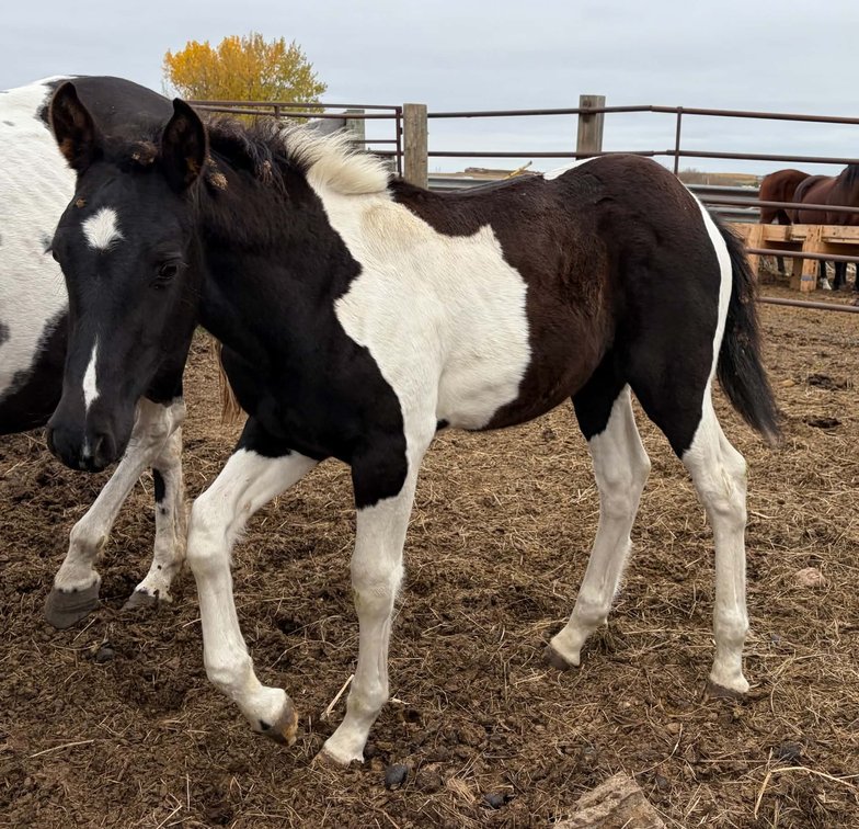 Blk/White Crossbred Stud Colt