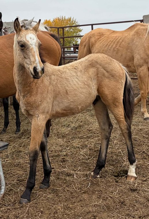 Buckskin Crossbred Stud Colt