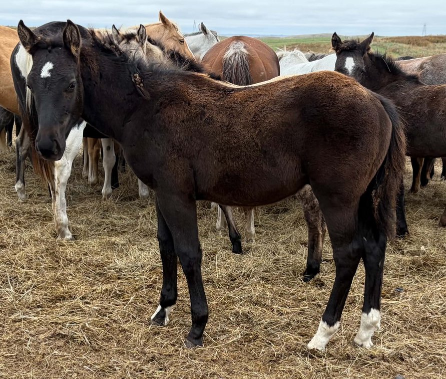 Black or Brown Crossbred Stud Colt