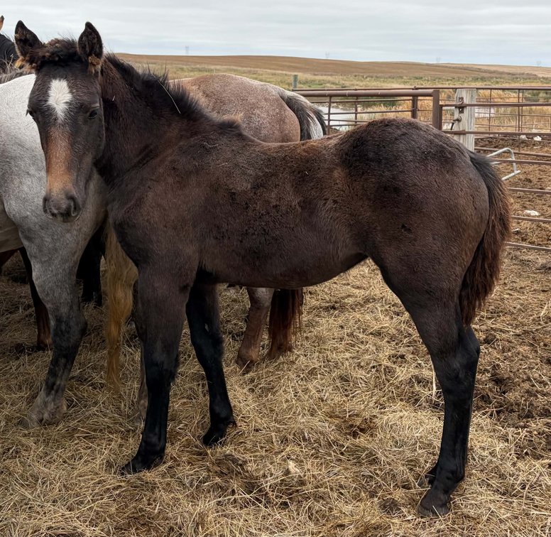 Crossbred Filly