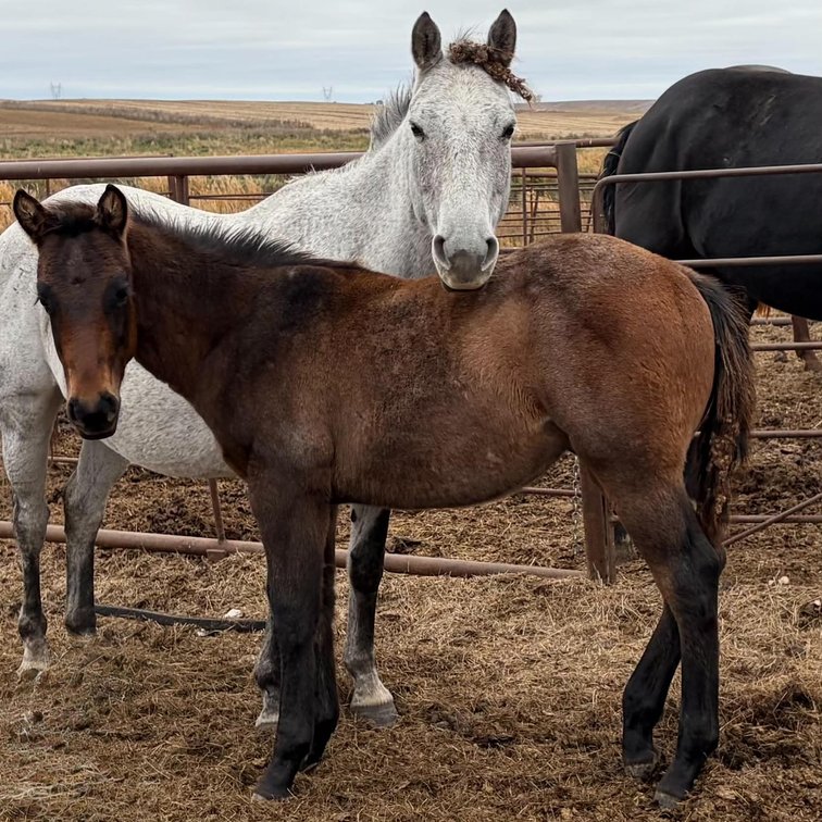 Grade Roan Stud Colt by Kros Chex Mix