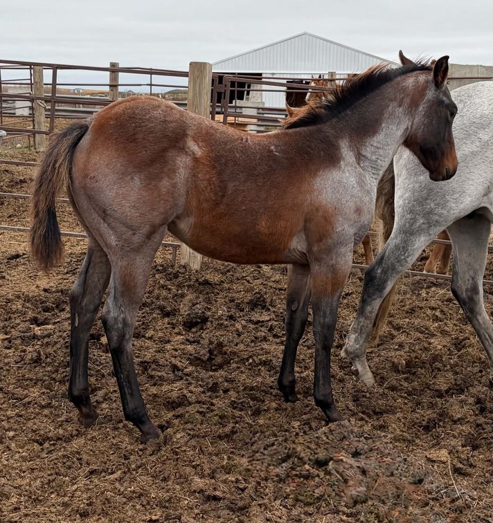 Grade Roan Filly by Poco Mia Pep